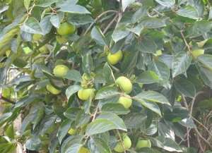 夏季柿子树怎么管理？