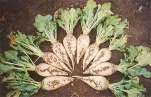 甜菜种植技术之抗病材料筛选方法