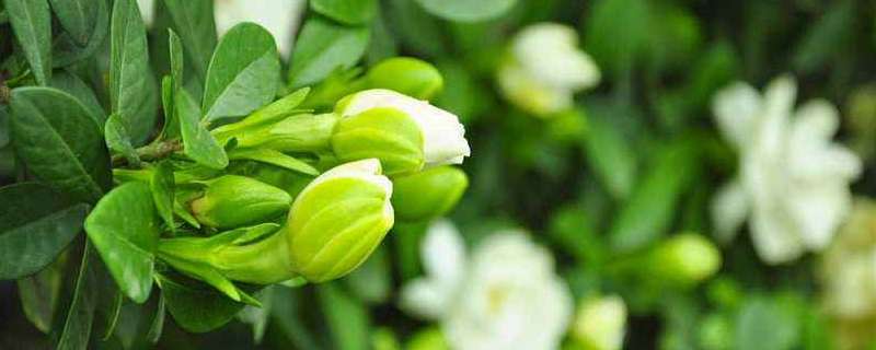 栀子花施什么肥好 栀子花施什么肥好