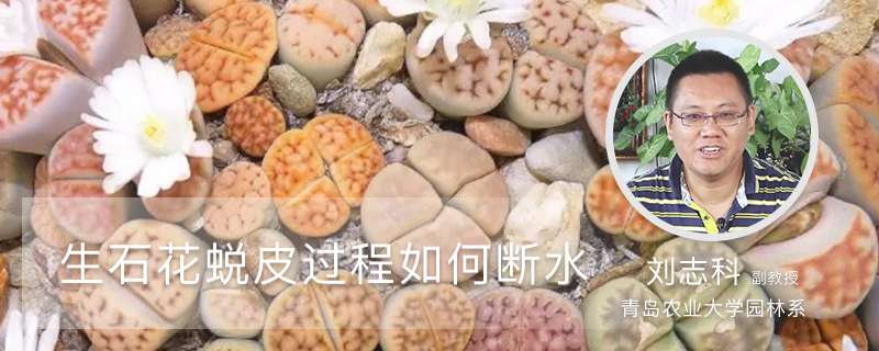 生石花蜕皮过程与如何断水 生石花蜕皮过程与如何断水