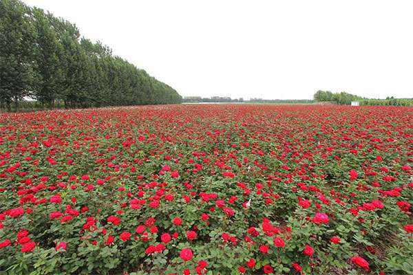 玫瑰基地.jpg