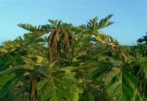 木瓜树栽培：木瓜锈病怎么防治？