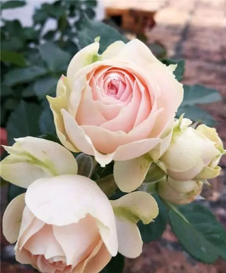 月季花 月季花