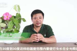 飘香藤怎样花多