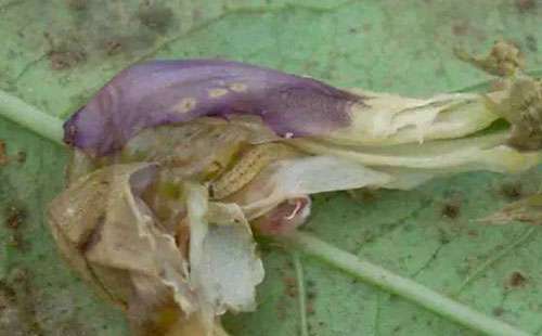 洋葱葱地种蝇的为害特点、影响因素与防治方法_洋葱