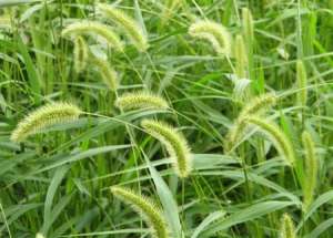 白术种植：种植白术怎么除草？