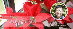 一品红什么时候种