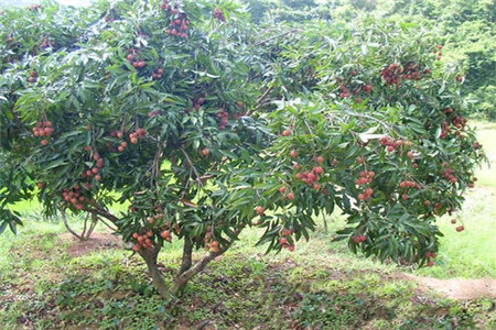 荔枝树 荔枝树