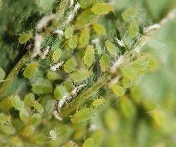 种四季豆怎样防治豆蚜?