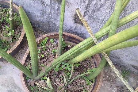 棒叶虎皮兰 棒叶虎皮兰