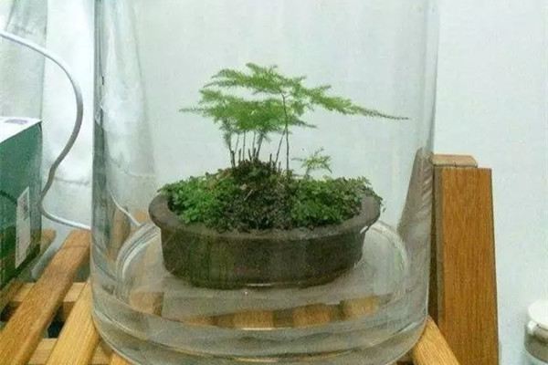 快死的发财树绿萝,老园丁一招就能起死回生! 快死的发财树绿萝,老园丁一招就能起死回生!