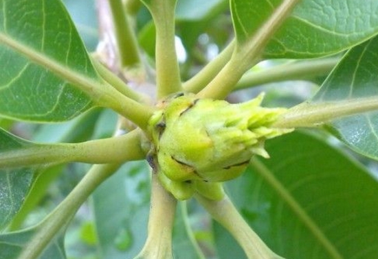 花芽分化 花芽分化