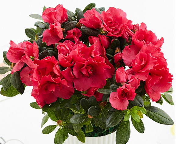 杜鹃花怎么养?杜鹃花秋冬季节的养护