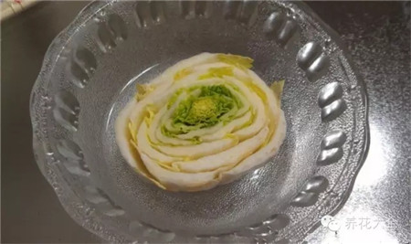白菜 白菜