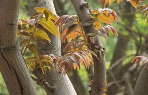 四川种植户：2亩香椿每年能卖上万元