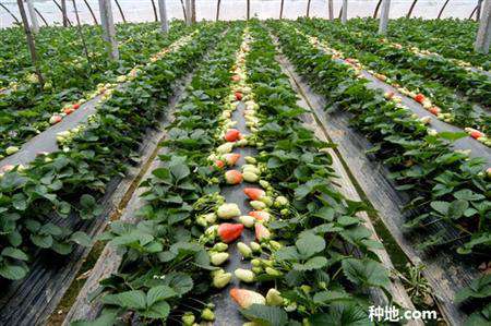 棚室草莓花果期要注意什么？