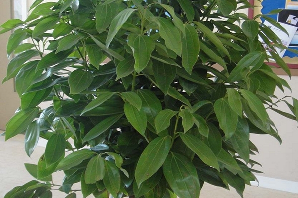如何给平安树松土 如何给平安树松土