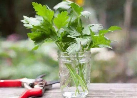 养花的水多久换一次,7~10天换一次水让花茁壮生长