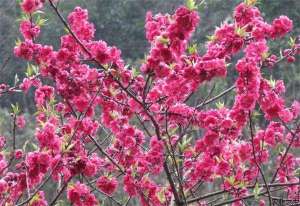 梅花种植的冬春养护