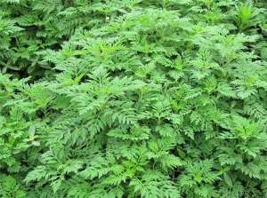 如何防治茼蒿叶枯病