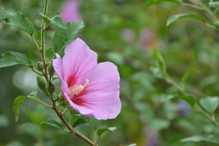 木槿花 木槿花