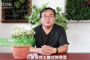五彩络石怎么长粗