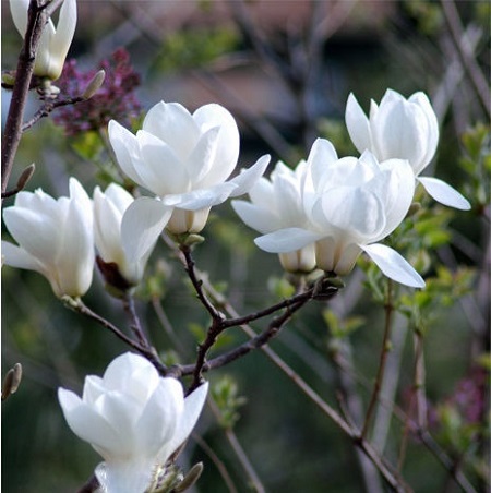 玉兰花 玉兰花