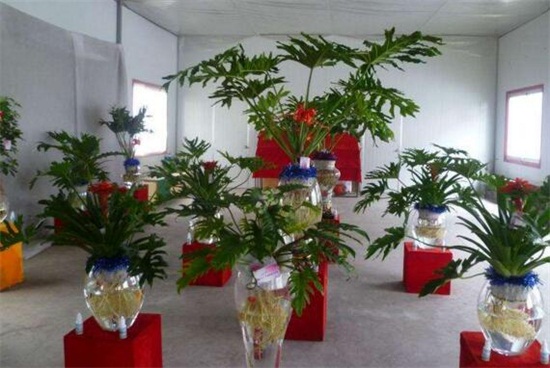 养花的水多久换一次,7~10天换一次水让花茁壮生长