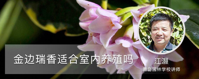 金边瑞香适合室内养殖吗,能活几年 金边瑞香适合室内养殖吗,能活几年