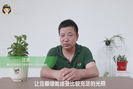 让豆瓣绿能接受比较充足的光照 让豆瓣绿能接受比较充足的光照