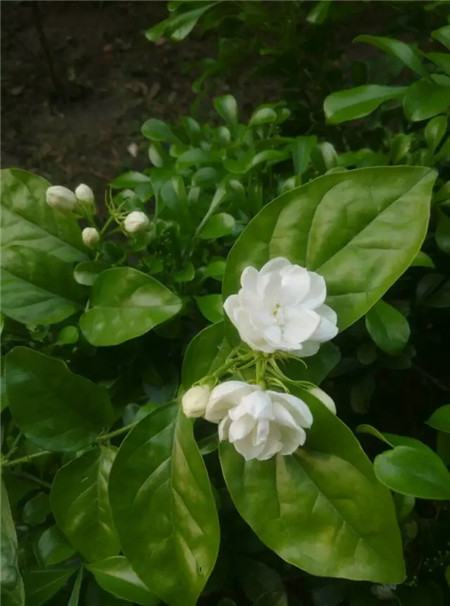 茉莉花 茉莉花