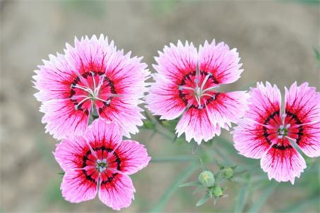 报春花 报春花