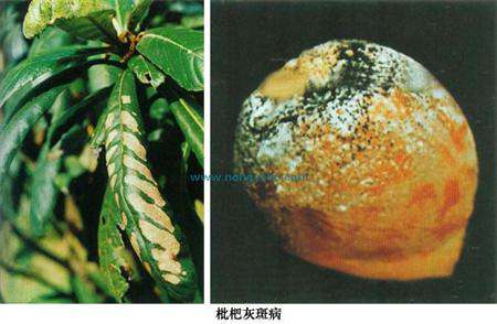 枇杷灰斑病综合防治