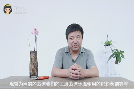 大丽花 大丽花