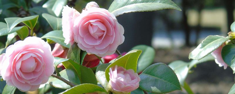 茶花冬天怎么养