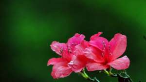 杜鹃花冬天怎么养活