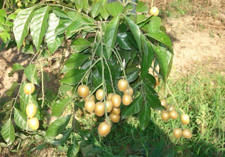 种植无核黄皮怎么管理?