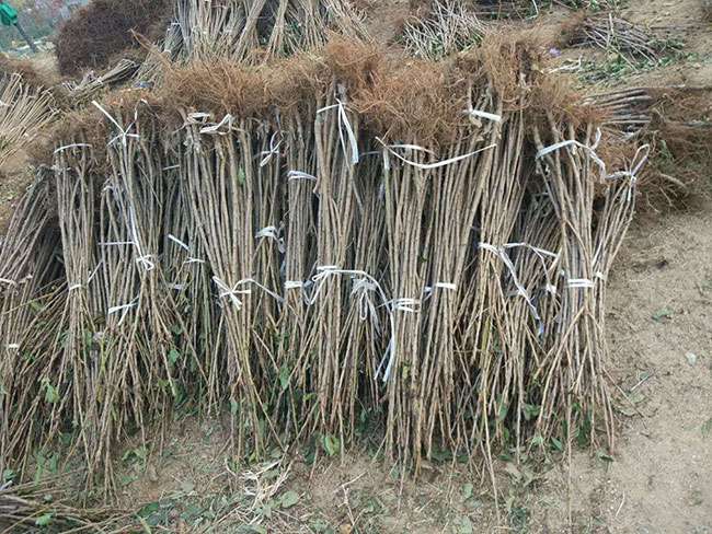 八仙红樱桃苗种植方法 八仙红樱桃苗种植方法