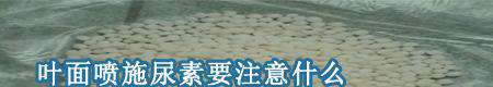 叶面喷施尿素要注意什么