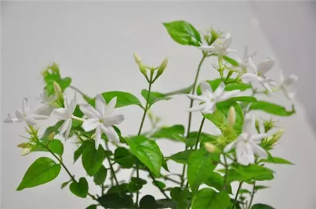 茉莉花 茉莉花