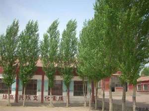 杨树细菌性溃疡病的防治