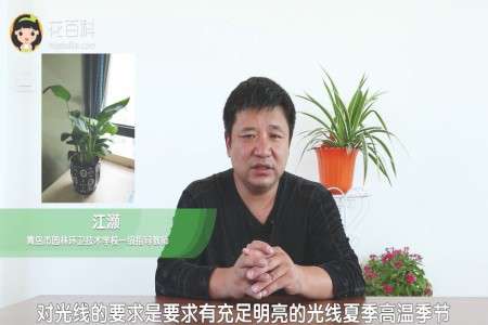 金钻 金钻