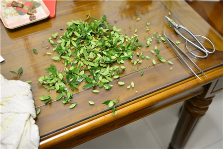 修剪栀子花 修剪栀子花