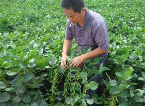 夏播大豆秕荚如何预防