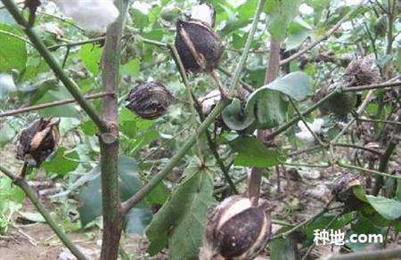 棉花为什么烂桃?