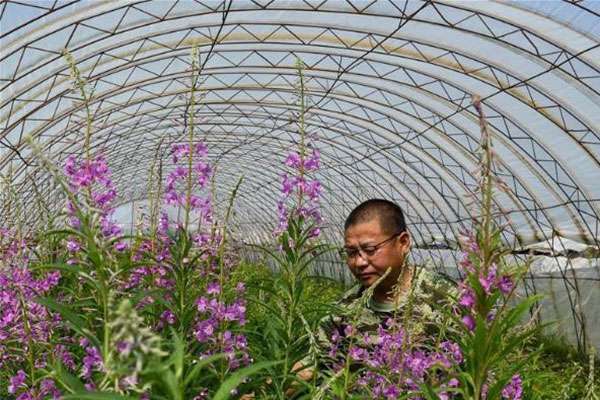 从林场到大棚：林区人老秦的田园致富路2.jpg
