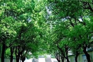 香樟绢野螟的防治