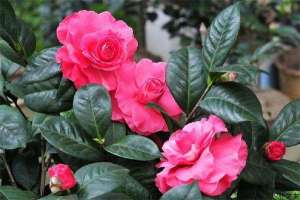 茶花有蕾不开花如何防治
