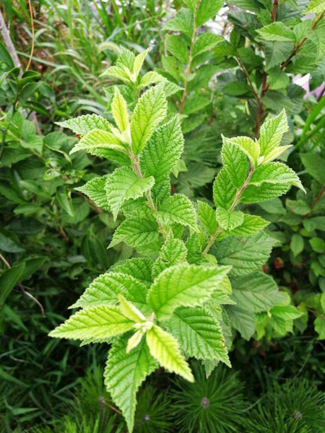 八仙红樱桃苗种植方法 八仙红樱桃苗种植方法