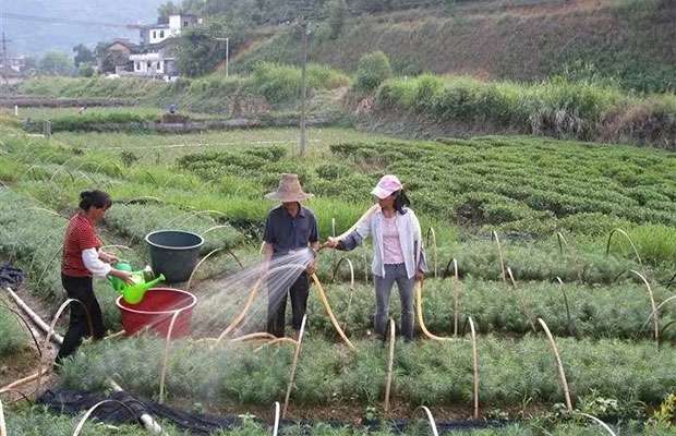 苗木施肥5.jpg